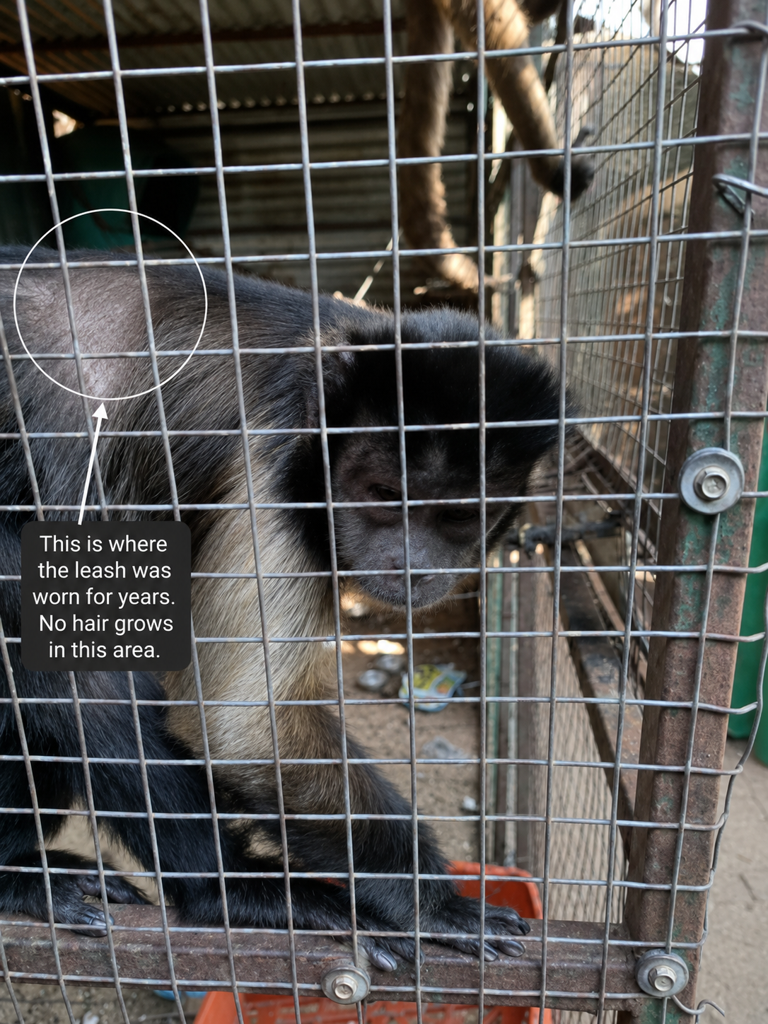 Bella at CESH Sanctuary