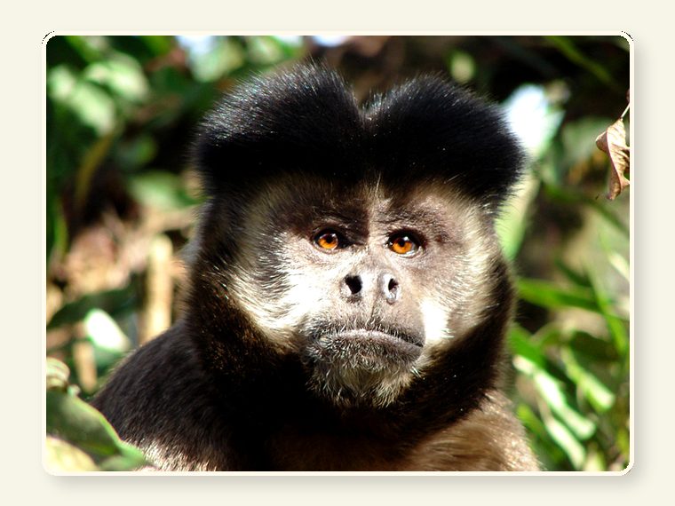 Brazilian Monkey Atlantic Forest 1394770 — one of the faces behind the sanctuary mission.