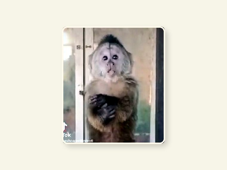 Baby Weeper — one of the faces behind the sanctuary mission.