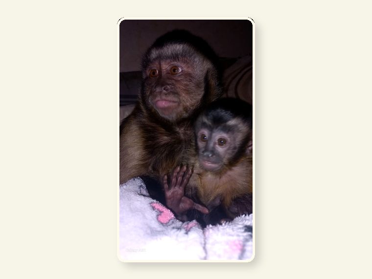 Capuchin And baby1 — one of the faces behind the sanctuary mission.