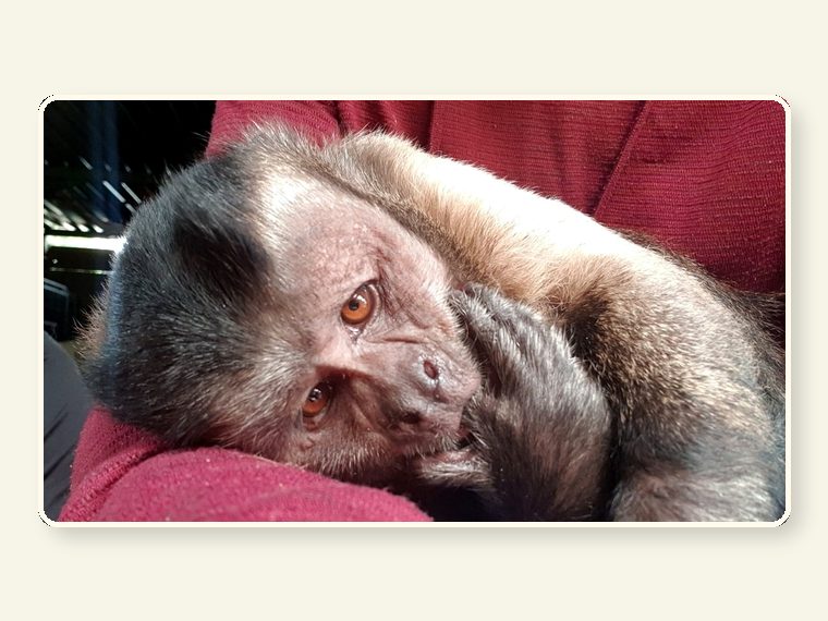 Capuchin Chester — one of the faces behind the sanctuary mission.