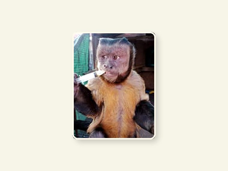 Monkey D story image