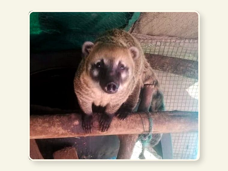 Exotic Pets 1 — CESH sanctuary awareness image.