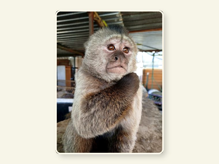 Weeper Adult — one of the faces behind the sanctuary mission.
