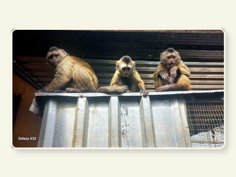 Weepers — one of the faces behind the sanctuary mission.