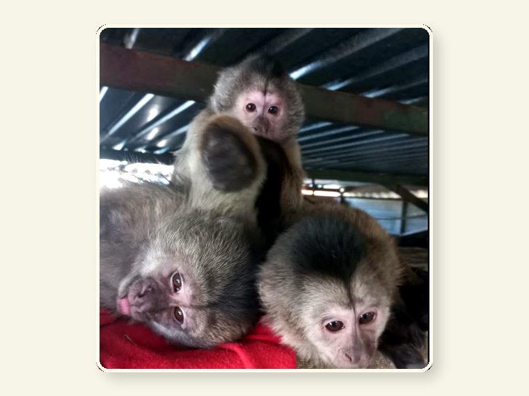 Weepers — one of the faces behind the sanctuary mission.