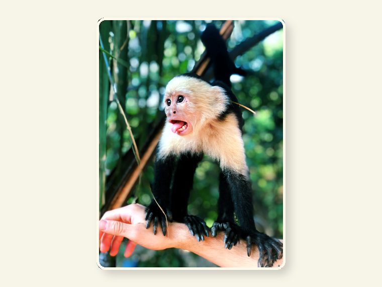 Cute Monkey — one of the faces behind the sanctuary mission.