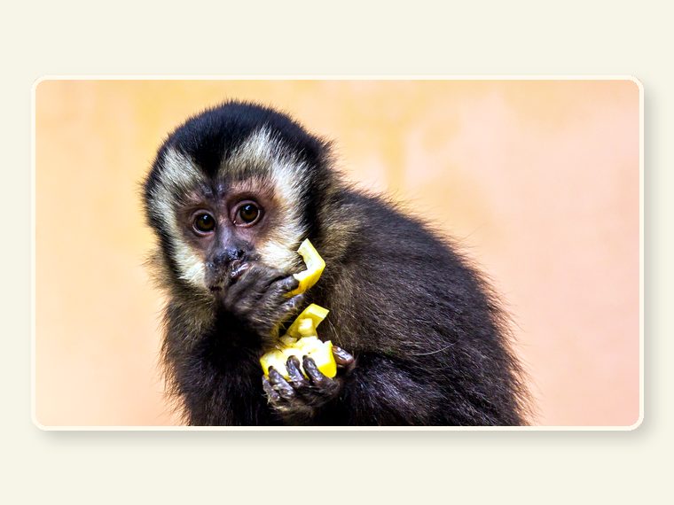 Cute Young Capuchin Monkey Eating Yellow Fruit Looking Side — healthy food and nutrition support for rescued primates and sanctuary animals.