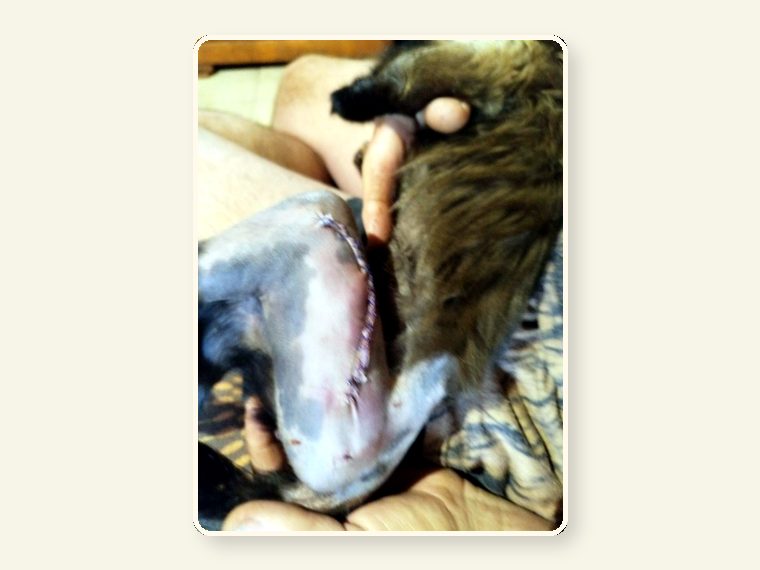 Dominic After Operation — shown as an educational reminder of the risks, injuries and behavioural realities involved in exotic animal ownership.