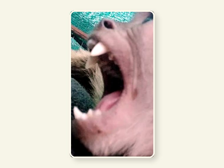 K9 — CESH sanctuary awareness image.
