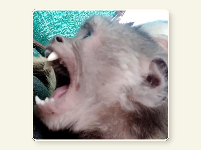 Weeper Teeth — shown as an educational reminder of the risks, injuries and behavioural realities involved in exotic animal ownership.