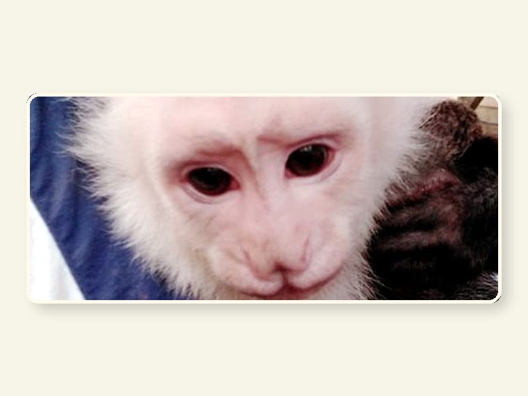 White Face — one of the faces behind the sanctuary mission.