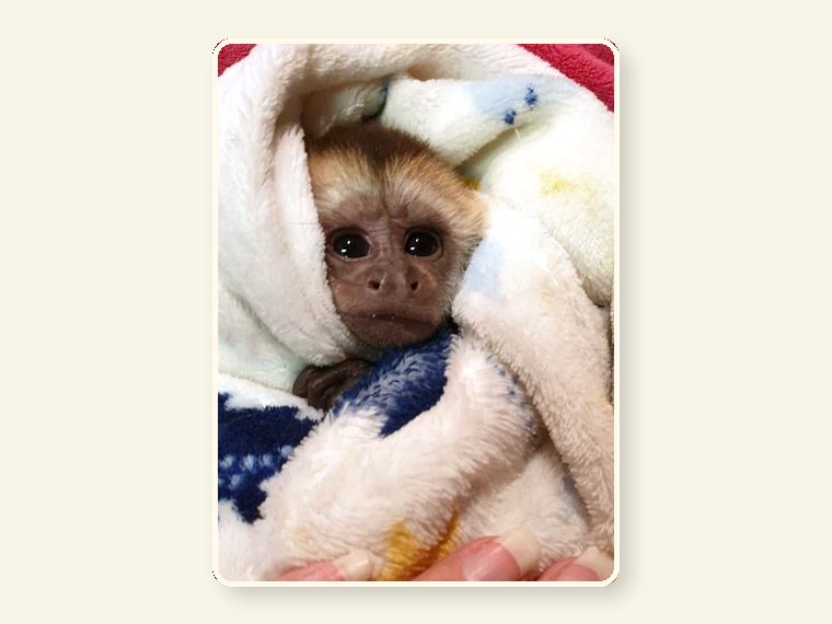 Whiteface Baby — one of the faces behind the sanctuary mission.