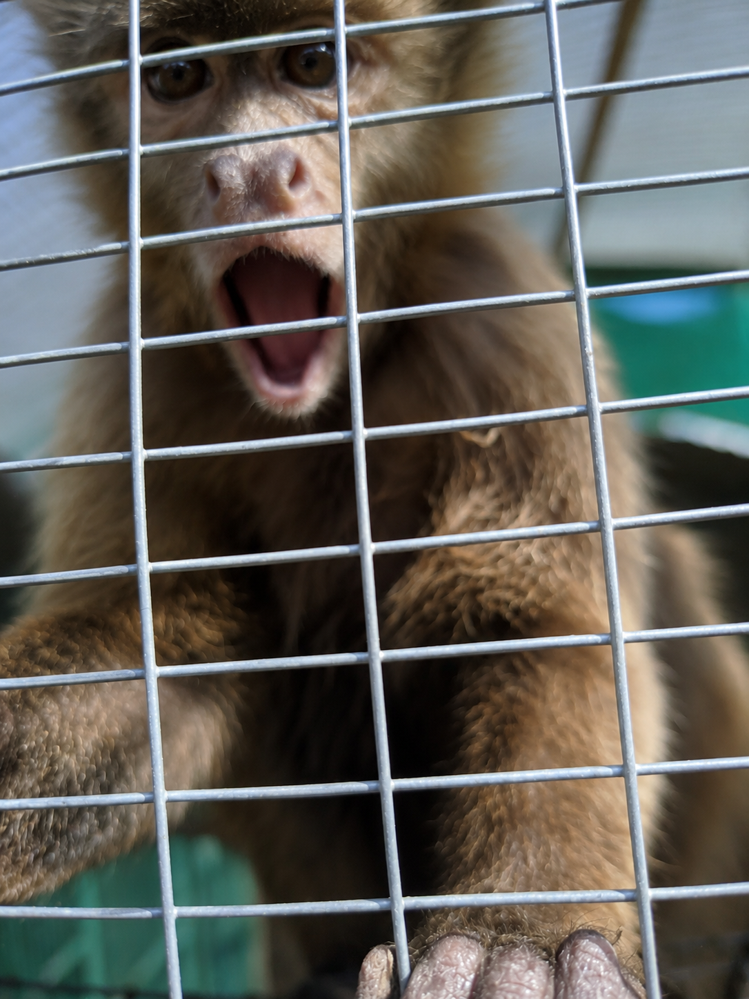 Sammy at CESH Sanctuary